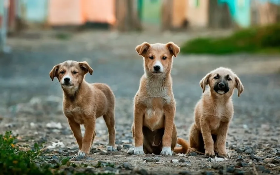 Does Your Dog Like It? Pet-Friendly Homes are The Ultimate Buyer Ask, Here’s Why
