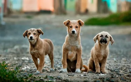 Does Your Dog Like It? Pet-Friendly Homes are The Ultimate Buyer Ask, Here’s Why