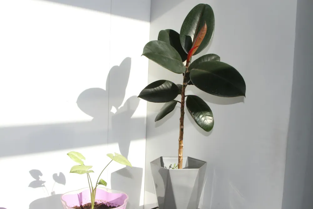 Home Staging Tips: How to Decorate a House with Plants